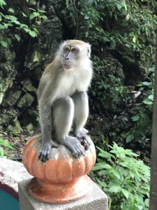 long-tailed macaque